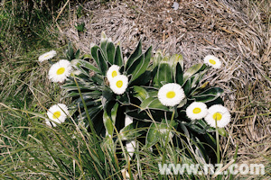 Mount Cook Buttercup